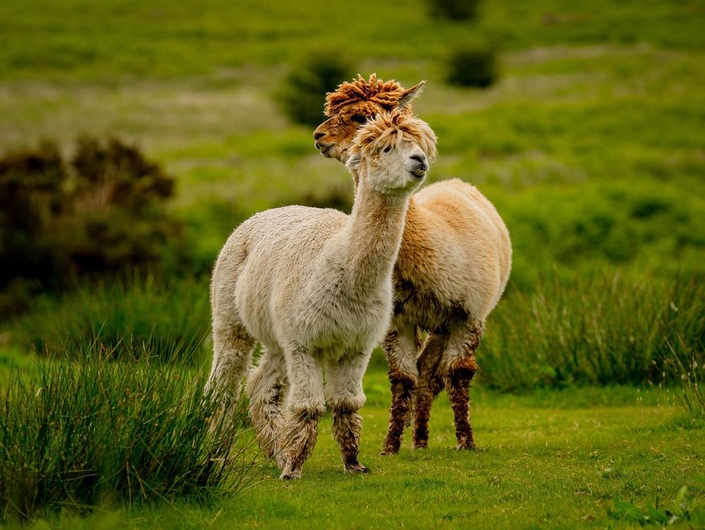 Alpacaween - noč čarovnic na Alpaka ranču - ideje za počitnice